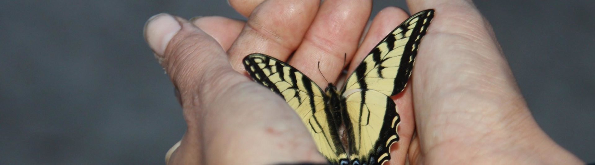 A yellow butterfly sits in a person’s hands